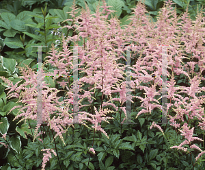 Picture of Astilbe x arendsii 'Bressingham Beauty'