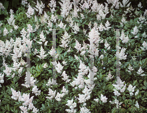 Picture of Astilbe thunbergii 'Betsy Cuperus'