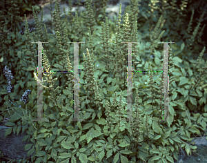 Picture of Astilbe chinensis 'Pumila'