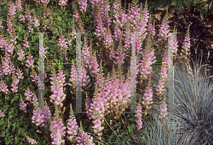 Picture of Astilbe chinensis 'Pumila'