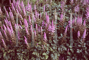 Picture of Astilbe chinensis 'Pumila'