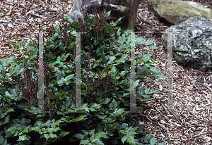 Picture of Astilbe chinensis 'Visions'