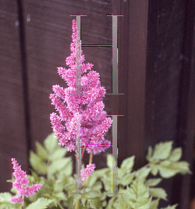 Picture of Astilbe chinensis 'Visions'