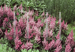 Picture of Astilbe chinensis 'Visions'