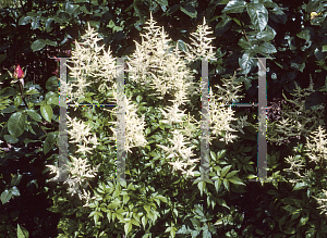 Picture of Astilbe x arendsii 'Deutschland'