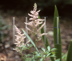 Picture of Astilbe x arendsii 'Elizabeth Bloom'