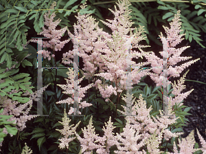 Picture of Astilbe x arendsii 'Elizabeth Bloom'