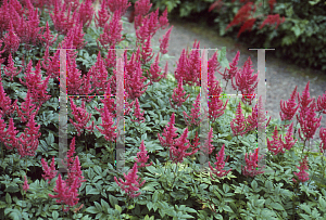 Picture of Astilbe x arendsii 'Elise Schluck'