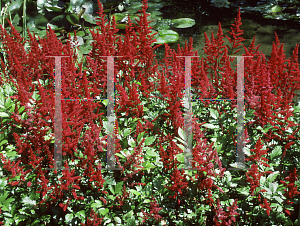 Picture of Astilbe x arendsii 'Etna'