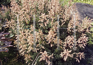 Picture of Astilbe microphylla var. saisuensis 