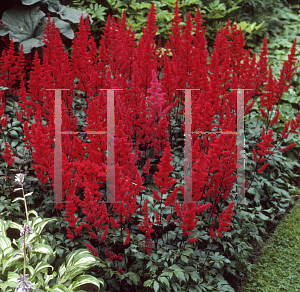 Picture of Astilbe japonica 'Montgomery'