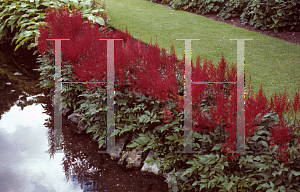 Picture of Astilbe japonica 'Montgomery'