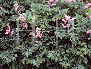 Picture of Astilbe x crispa 'Perkeo'