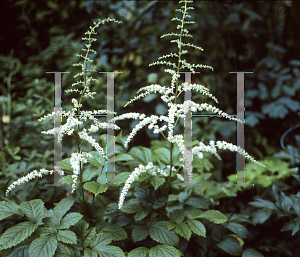 Picture of Astilbe thunbergii 'Prof. van der Wielen'