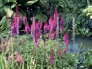 Picture of Astilbe chinensis var. taquetii 'Purple Lance'