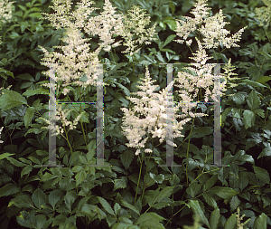 Picture of Astilbe x rosea 'Queen Alexander'