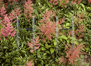 Picture of Astilbe simplicifolia 'Praecox'