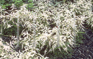 Picture of Astilbe simplicifolia 'Sprite'