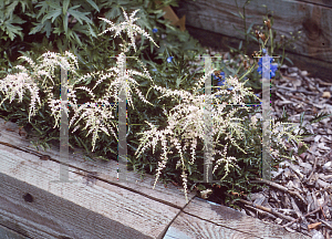 Picture of Astilbe simplicifolia 'Sprite'