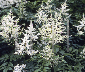 Picture of Astilbe x arendsii 'Snowdrift'