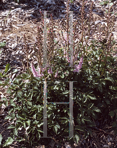 Picture of Astilbe chinensis 'Spatsommer'