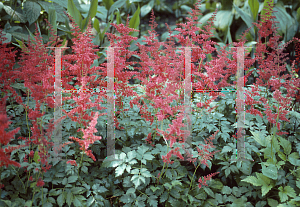 Picture of Astilbe x arendsii 'Spinell'