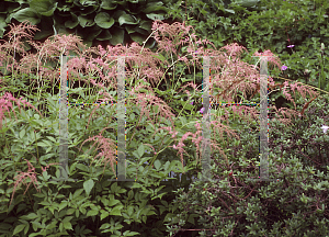 Picture of Astilbe thunbergii 'Straussenfeder(Ostrich Plume)'