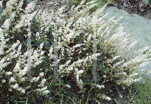 Picture of Astilbe simplicifolia 'William Buchanan'