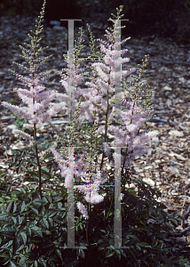 Picture of Astilbe x arendsii 'Tamarix'
