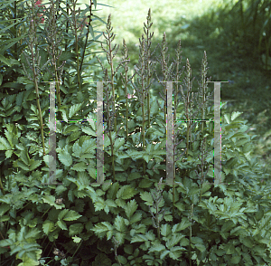 Picture of Astilbe chinensis var. taquetii 'Superba'