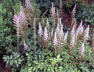 Picture of Astilbe chinensis var. taquetii 'Superba'