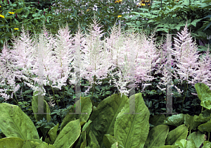 Picture of Astilbe x arendsii 'Venus'