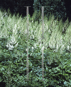 Picture of Astilbe japonica 'Washington'