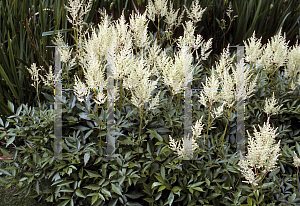 Picture of Astilbe x arendsii 'White Glow'