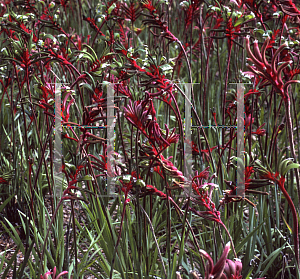 Picture of Anigozanthos manglesii 