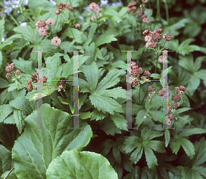 Picture of Astrantia carniolica 'Rubra'