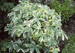 Picture of Astrantia major 'Sunningdale Variegated'