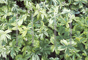 Picture of Astrantia major 'Sunningdale Variegated'