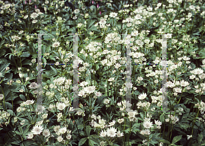 Picture of Astrantia major 'Alba'