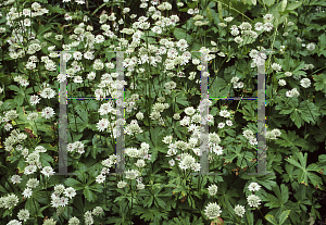 Picture of Astrantia major 'Alba'