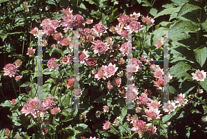 Picture of Astrantia major 'Rubra'