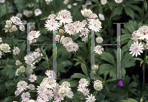 Picture of Astrantia major 