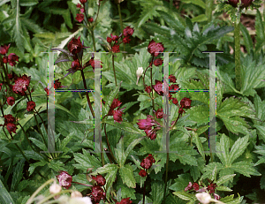 Picture of Astrantia major 'Hadspen Blood'