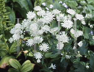 Picture of Astrantia major ssp. involucrata 