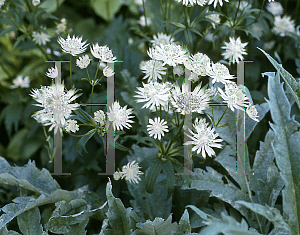 Picture of Astrantia major ssp. involucrata 