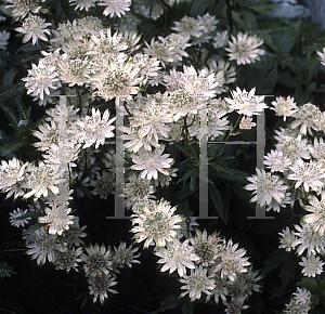 Picture of Astrantia major ssp. involucrata 