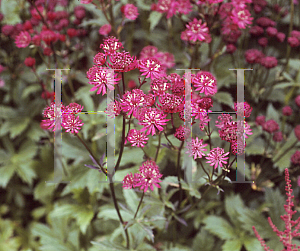 Picture of Astrantia major 'Ruby Wedding'