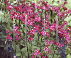 Picture of Astrantia major 'Ruby Wedding'