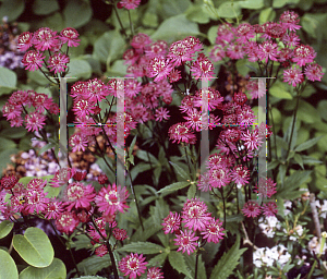 Picture of Astrantia major 'Ruby Wedding'