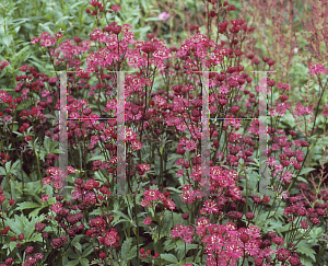 Picture of Astrantia major 'Ruby Wedding'